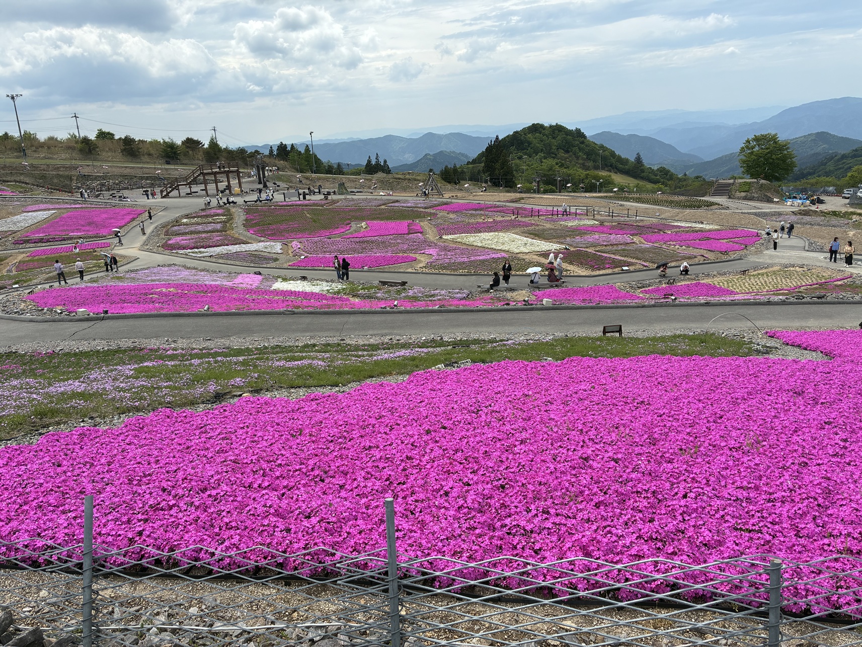 茶臼山高原の芝桜